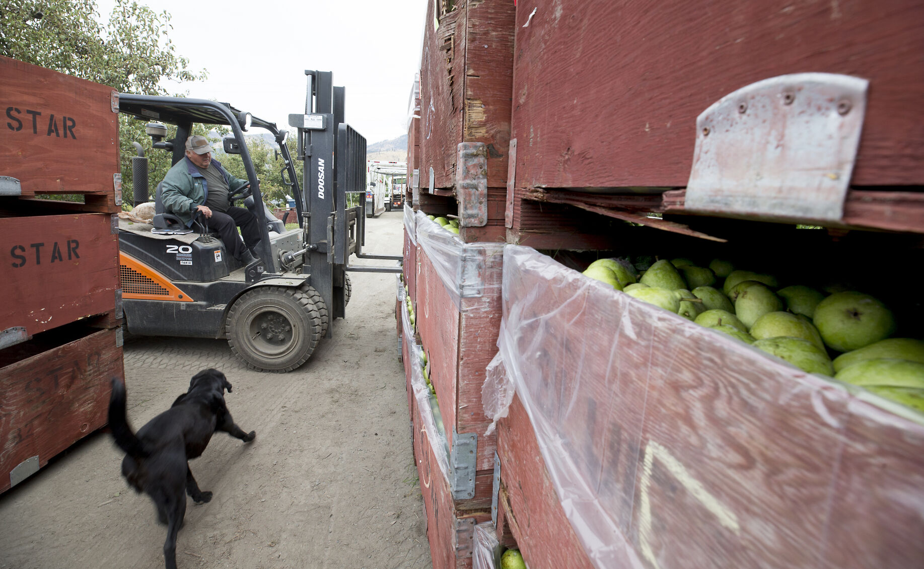 210923-newslocal-pearharvest 02.jpg